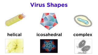 Introduction to Virology and Viral Classification [upl. by Acnoib]