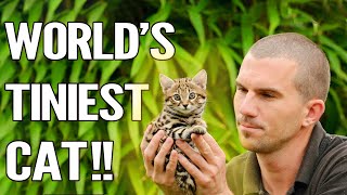 Rusty Spotted Cat  Everything About The Worlds Smallest Cat [upl. by Leuams308]