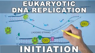 DNA Replication In Eukaryotes  Initiation [upl. by Ennaeirrac]