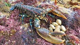 Coastal Foraging and Rock pooling  Lobsters Crabs and clam forage with cook up  The Fish Locker [upl. by Nnednarb223]