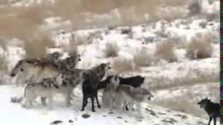 Wolves of Yellowstone Full Documentary Discovery Channel [upl. by Laurie]