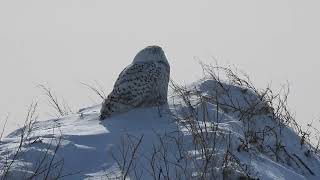 Harfang des neiges [upl. by Jessee312]