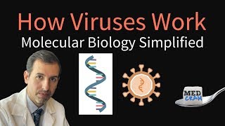 How Viruses Work  Molecular Biology Simplified DNA RNA Protein Synthesis [upl. by Lonier904]