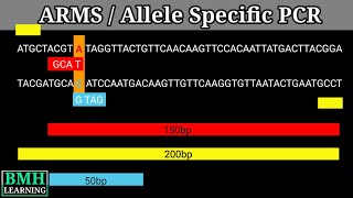 Allele Specific PCR  ARMS PCR [upl. by Neil620]