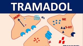 Tramadol HCl 50 mg  Uses dose amp side effects [upl. by Arfihs]