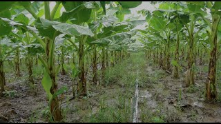 banana plantation techniques  banana field overview [upl. by Hillary]