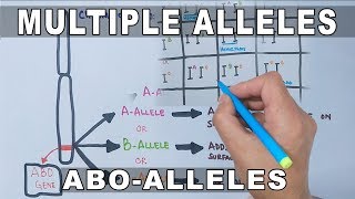 Multiple Alleles [upl. by Bartlett]