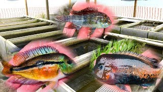 PRIVATE Rare Cichlid Fish Farm Tour [upl. by Adlev963]