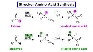 Strecker Amino Acid Synthesis [upl. by Stubstad710]