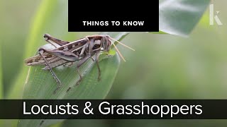 Locusts and Grasshoppers  Things to Know [upl. by Dranyl]