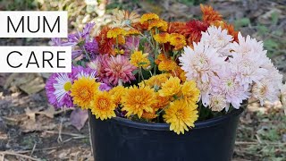 Chrysanthemum Plant Care After Flowering in Fall  Growing Potted Chrysanthemums as Perennials [upl. by Annaej]