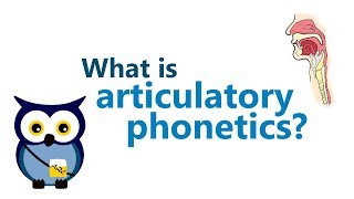 Articulatory Phonetics 1  REUPLOAD IN HD [upl. by Tiphany]