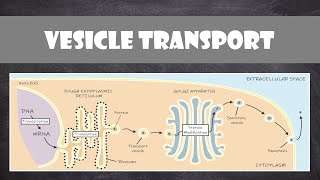 Vesicle Transport within Cells  Cell Biology [upl. by Tommie]