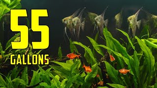 The BEST Ideas for Your 55 Gallon Aquarium [upl. by Eimia]