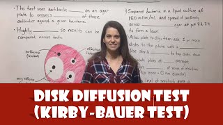 Disk Diffusion Test KirbyBauer Test [upl. by Prisca]