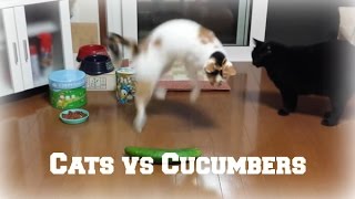 Cats and Cucumbers Compilation [upl. by Ettenyl]