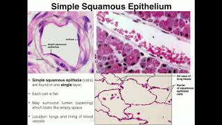 AampP I Lab  Exercise 4 Histology amp Tissues [upl. by Lerud705]