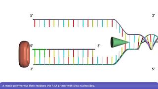 Detailed Animation on DNA Replication [upl. by Arundel]