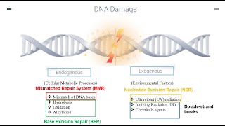 DNA Repair Mechanisms Part 1 [upl. by Auqkinahs]