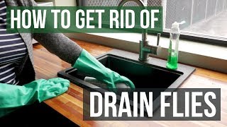 How to Get Rid of Drain Flies 4 Easy Steps [upl. by Romilda205]