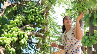 Pick Bilimbi fruit in my village for cooking  Bilimbi fruits recipe  Cooking with Sreypov [upl. by Galang]