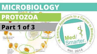 Protozoa  Microbiology  USMLE STEP 1  Part 1 of 3 [upl. by Rufe]