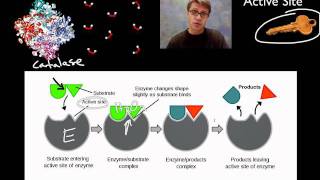 Enzymes [upl. by Ahseei]