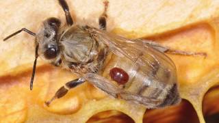 Will varroa mites kill my bees [upl. by Atselec]