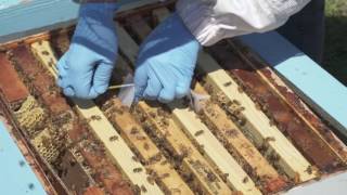 How to Use Apivar® to Control Varroa Mites [upl. by Aivatahs]