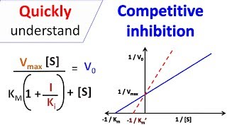 Competitive inhibition [upl. by Reinnej834]