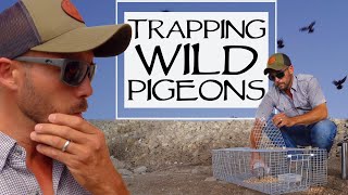 Trapping Wild Pigeons And Training Homing Pigeons [upl. by Nickelsen]