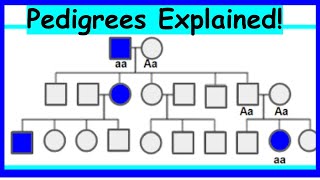 How to Read Pedigrees Modes of Inheritance [upl. by Nevag]