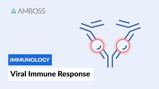 Immune Response to Viruses How the Body Reacts [upl. by Omixam]