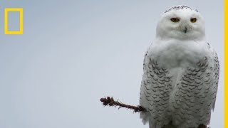 Lattaque silencieuse mortelle du harfang des neiges [upl. by Secnarfyram624]