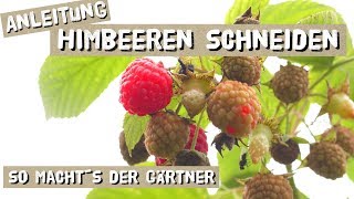 Himbeeren Schneiden  Anleitung vom Gärtner [upl. by Nileek134]