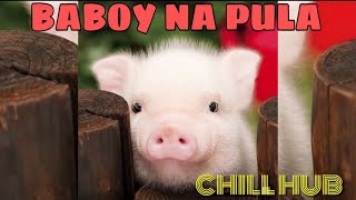 BABOY NA PULA with LYRICS  MANOK NA PULA PARODY [upl. by Donovan]