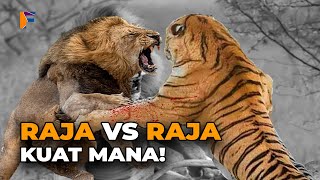 SINGA VS HARIMAU PEMENANG DAN PALING KUAT DALAM LAWAN PERTARUNGAN [upl. by Edahc818]