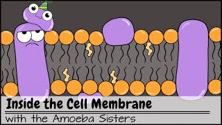 Inside the Cell Membrane [upl. by Onairotciv]