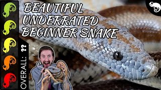 Rosy Boa The Best Pet Snake [upl. by Haroppizt421]