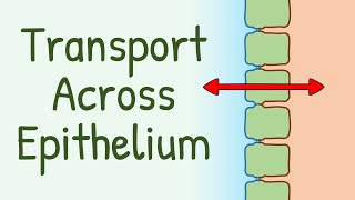 Transport Across Epithelium [upl. by Miguelita]