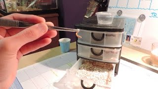 Mealworm Breeding DIY [upl. by Groot]