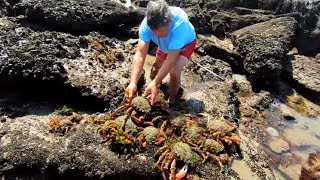 COASTAL FORAGING  MY BIGGEST EVER HAND CAUGHT BLUE LOBSTER SPIDER CRABS AND PRIME SUMMER PRAWNS [upl. by Euseibbob]