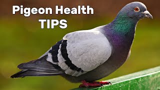 Pigeon Diseases and Treatment [upl. by Anert]