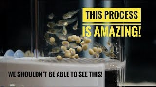 A BEAUTIFUL PROCESS  From Cichlid EGGS to Cichlid FISH in 24 days [upl. by Ancell]