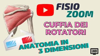 ANATOMIA 3D La cuffia dei rotatori [upl. by Duncan]