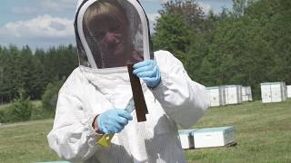 How to Use HopGuard® II to Control Varroa Mites [upl. by Gnemgnok]