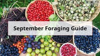 Monthly UK Foraging Guide September [upl. by Azaria]