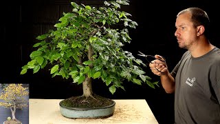 Sick Hornbeam Bonsai Tree’s 3 Year Makeover [upl. by Lonnard36]