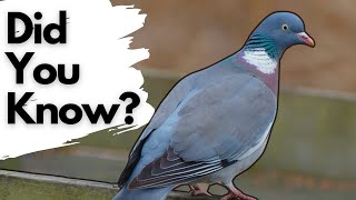 Things you need to know about WOOD PIGEONS [upl. by Williamson30]