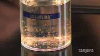 How to Care for Daphnia [upl. by Carly266]